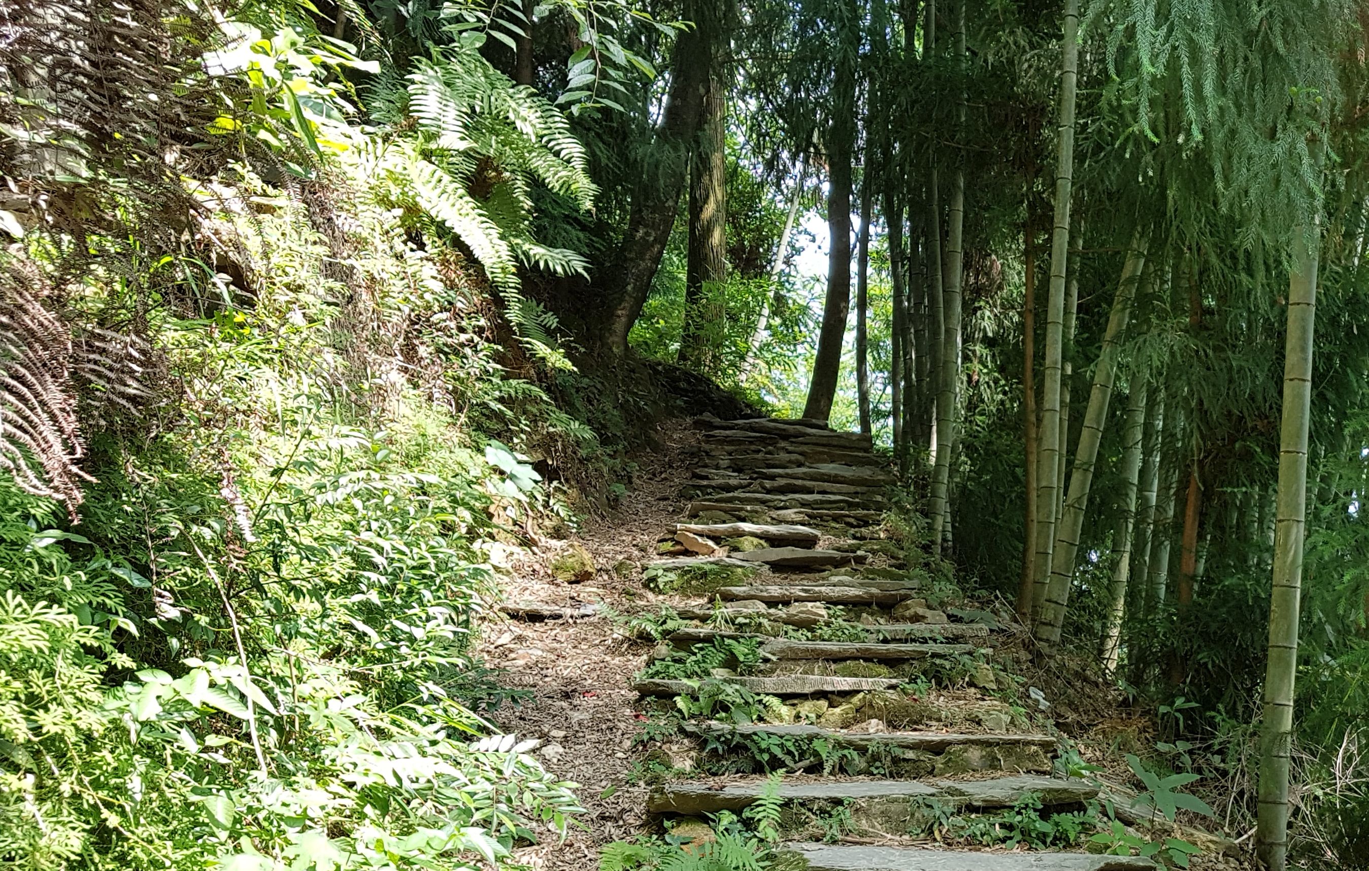 Steinstufen führen durch einen ruhigen Wald – Sinnbild für den therapeutischen Weg